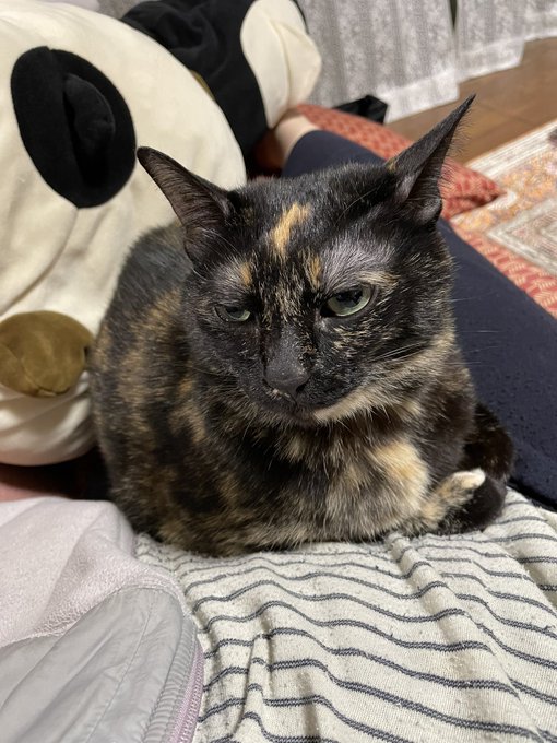 最美猫でサビ猫と読むのtwitterイラスト検索結果