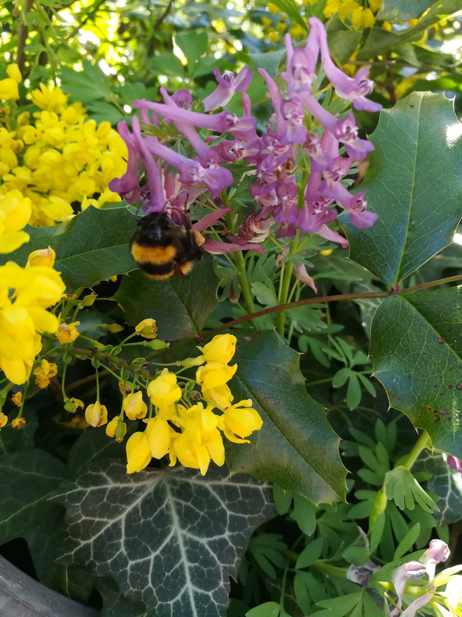 Hallo, Frühling! #bumblebee