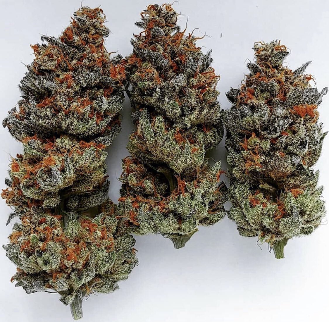 UprootCannabis's tweet photo. Beautiful buds 🥵🤤😍🌱

#HighTweeds #Weedmob #cannabisculture #WeedLovers #Mmemberville #cannabisusa #Weed https://t.co/ZYyBhWr9W1