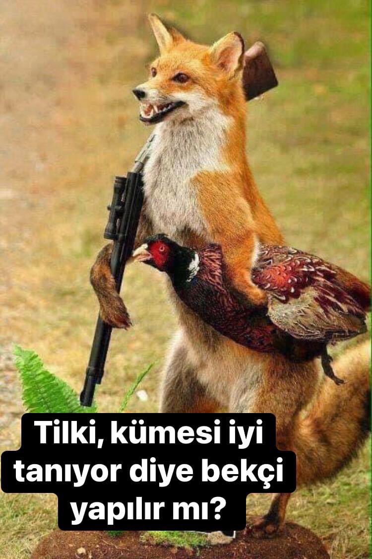 Лиса Мем