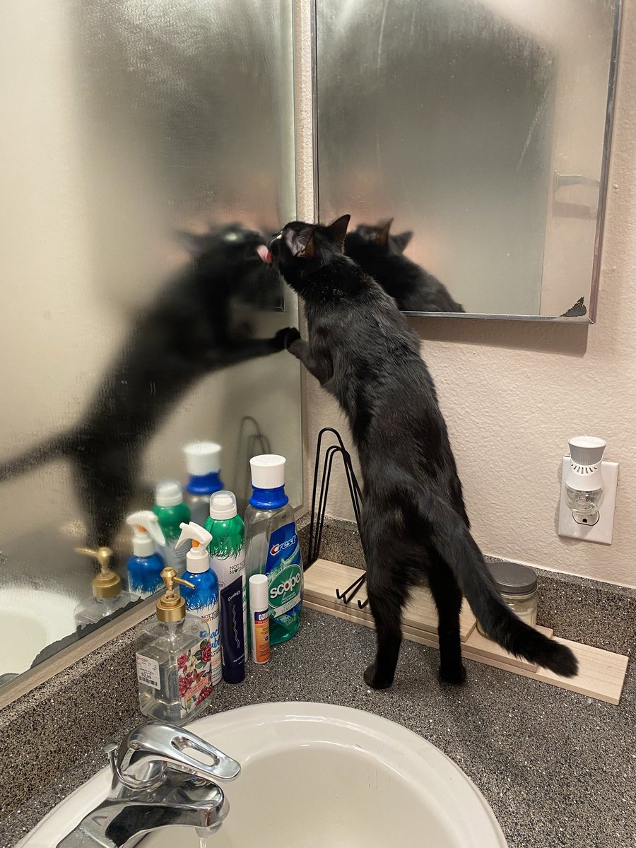 cats being weird little guys 👅 tweet media