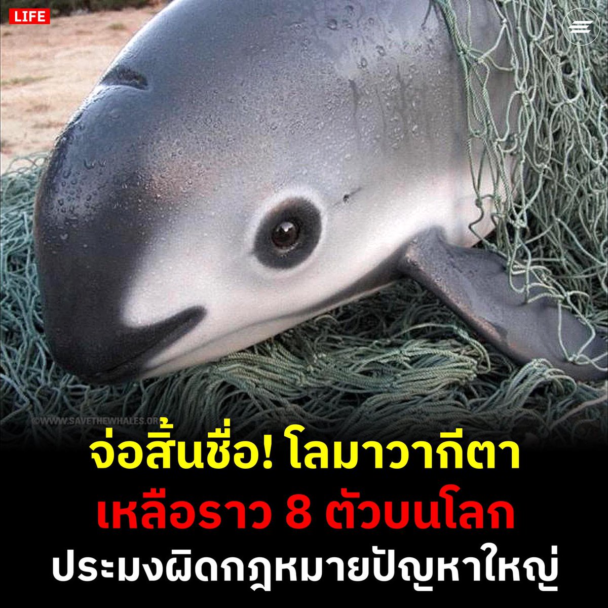 แงงง น้องออกจะน่ารัก น้องจะสูญพันธุ์แล้วจริงๆหรอ หยุดล่าน้องได้ไหมอีมนุษย์