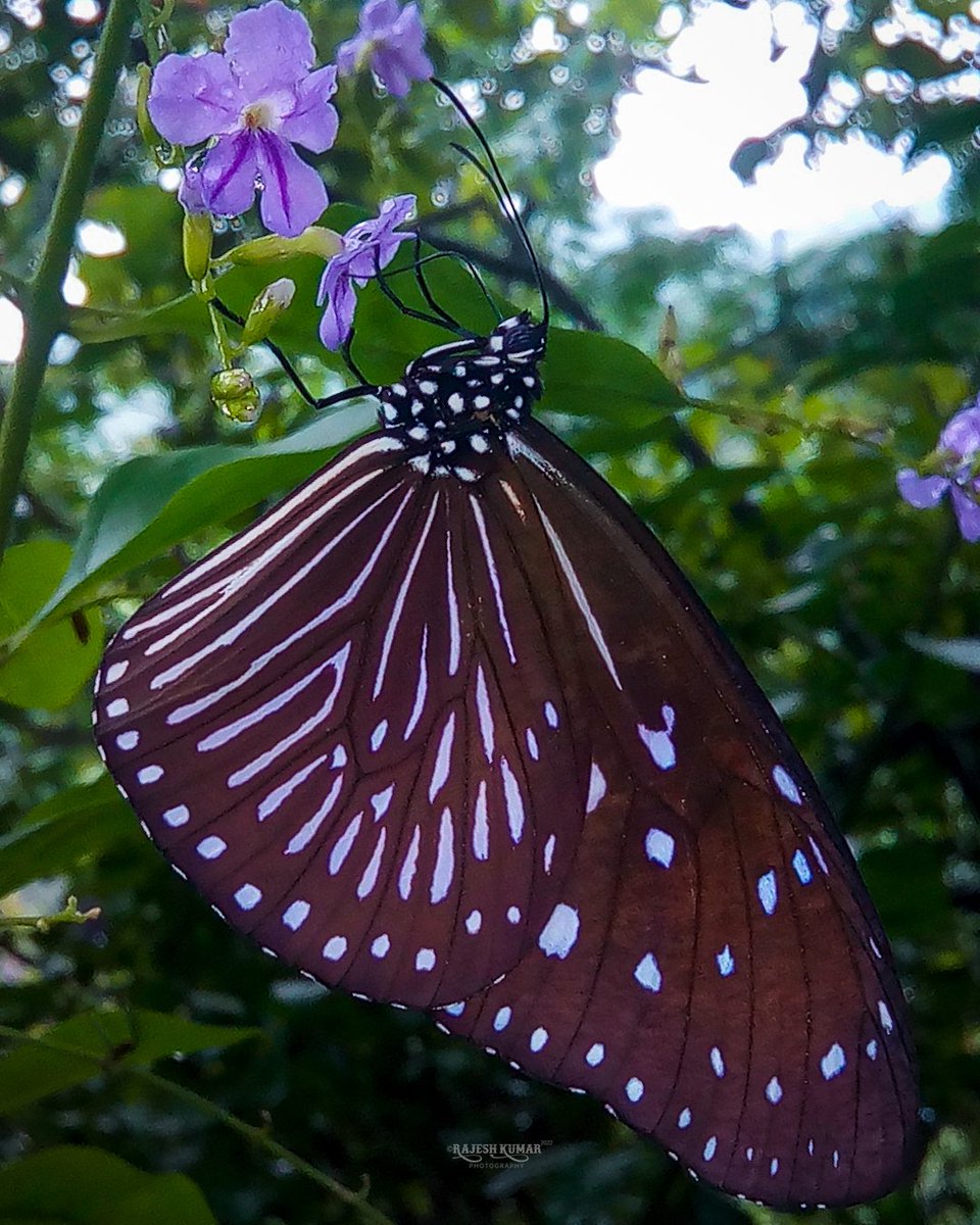 Rajesh_kumarr_'s tweet photo. Stripted Beauty...
Species - Stripted Blue Crow ( Euploea mulciber ) (Female )
#nature #wildlife #buttetfly #NaturePhotography #wildlifephotography #PhotoOfTheDay #SaturdayVibes #IndiAves #ThePhotoHour #TwitterNatureCommunity #HimachalPradesh #naturelovers https://t.co/wdD2b8Op6M