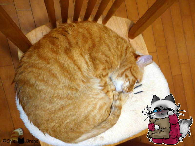 アトリエ Chie Brand S Tweet 昨夜は見事な ピンクムーン 皆様 ご覧になりましたか 見逃しちゃった方のために アーカイブ置いておきます 猫 猫イラスト 満月 茶トラ 猫好きさんと繋がりたい ねこねこメモリアル とろ ねこチャレンジ Chiebrand