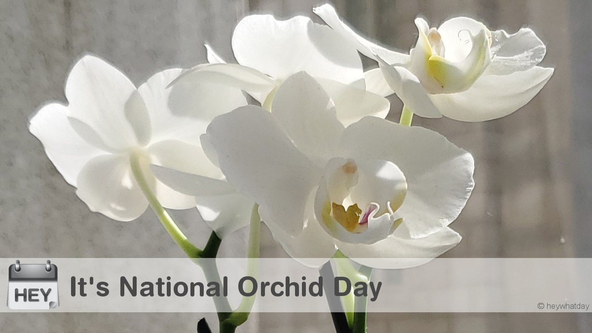 It's National Orchid Day! 
#NationalOrchidDay #OrchidDay #Orchid