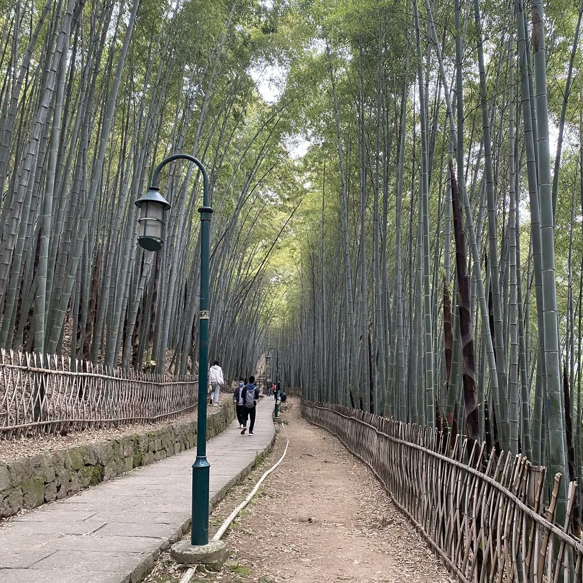 QideDoor's tweet photo. Saturday🎋 https://t.co/QwCMJUPCXF