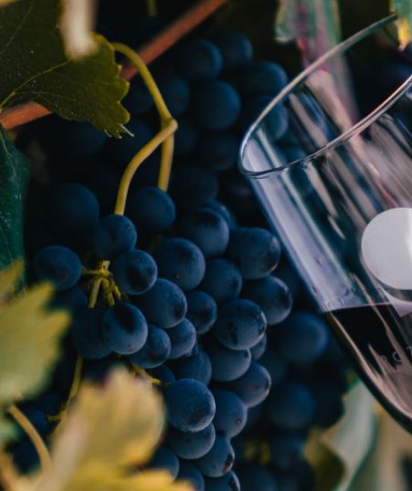 Ven y conoce nuestro viñedo y vive una experiencia inigualable. 
Recorre la cava, la zona de producción, y cata nuestros vinos, ¡será un placer recibirte. 
¡Niños bienvenidos!

Entra a nuestra página para información my.mtr.cool/pikezrfiuy