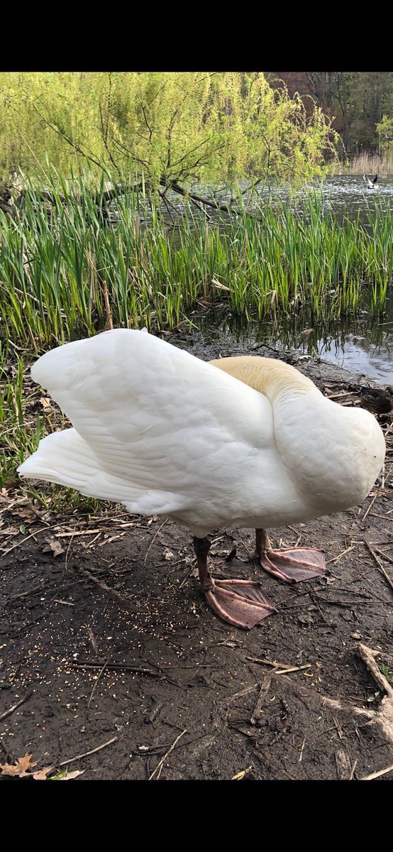 oconnelljohn's tweet image. Investor attitudes these days.