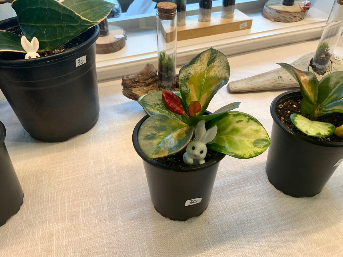 sjfmnl's tweet photo. Today enjoy getting your face painted, picking up some spring plants (both real and made) and a cute Easter bowtie. #sjfmnl #sjfm #facepainting #plants #easterbowtie https://t.co/7UIgBMebpJ