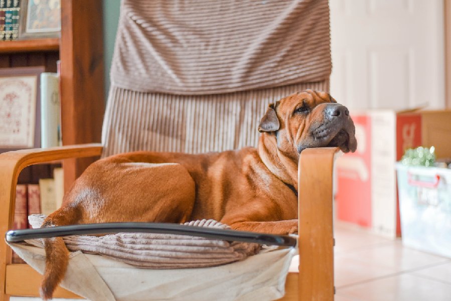 ImproveDogs's tweet photo. 5 Reasons Your Dog Acting Strange After Teeth Cleaning Procedure

https://t.co/3Gv0hFJxbV

#improvedogs #dogtraining #doggrooming #dogteeth https://t.co/ShI6bcYbtr
