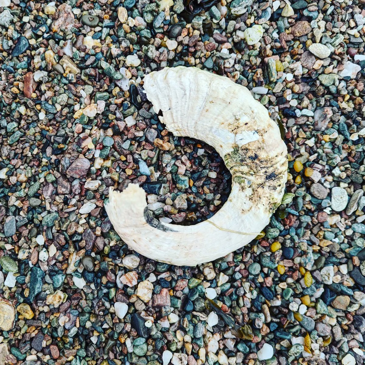 MuseumTales's tweet photo. Beach finds with #MuseumKid. We sailed to a beach unreachable by foot or road. Found this and an abandoned bothy. Felt like true adventurers. https://t.co/X3SebAKw3u