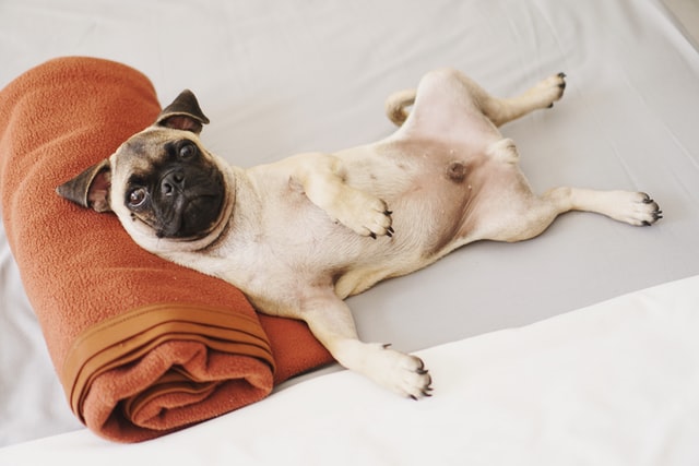ImproveDogs's tweet photo. 5 Easy Steps To Teach A Dog To Roll Over In Under 5 Minutes

https://t.co/Ja4t6DEItC

#improvedogs #rollover #dogtraining #dogfuntraining https://t.co/ctZXOLX2hm