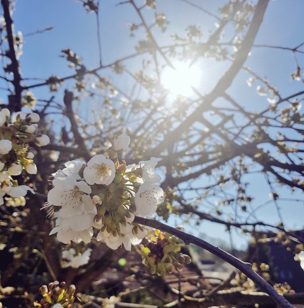 cookieassassin3's tweet photo. ☀️🌸🍒 https://t.co/0CRA255707