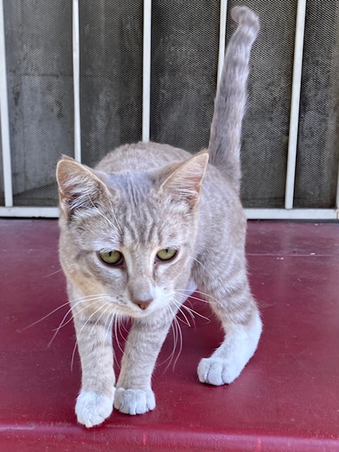This little guy needs a home (in souther California). He's super friendly and playful. He made a home in our back yard but we just can't keep him, and we would rather find him a home than take him to the shelter. Reply or share if you can help!