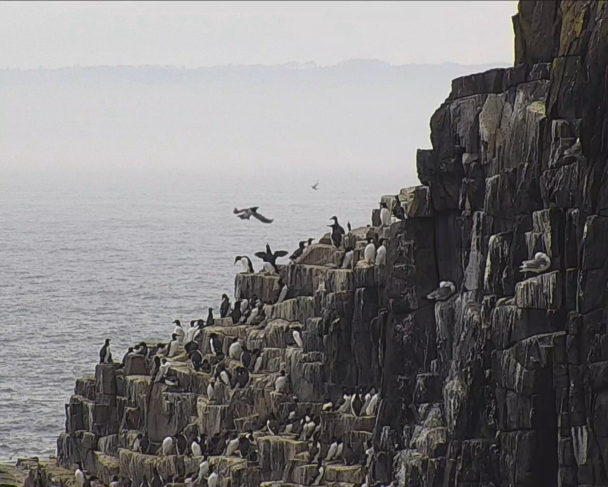 Good viewing on @SeabirdCentre live webcams 🎥 this afternoon - #northerngannet #greyseal #puffin & #guillemots 
#seabirdsaturday #craigleith #bassrock #isleofmay 👉 seabird.org/webcams