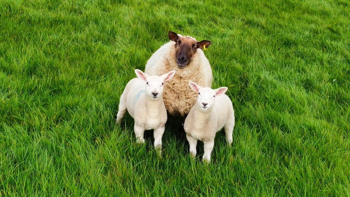 This mother wasn't messing when she said she wanted a nice family portrait!