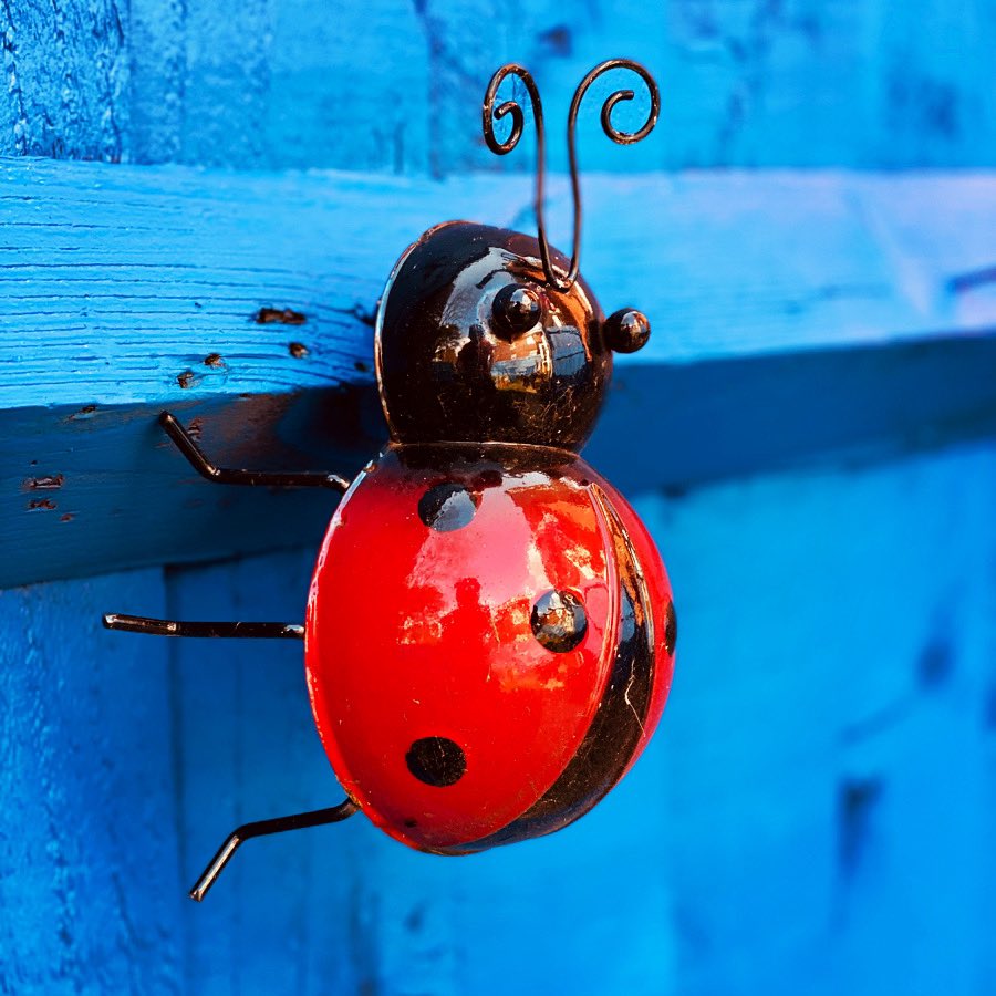 TheParaRiderMD's tweet image. #GardenMakeover Progress l Our beautiful addition lady bird feeling great with the new colour of garden fence so there will be more things to come into this amazing garden soon 🤩

#Ladybird #GardenDecorations #Alvaston #NaturePhotography #TeamMatt #HappySaturday #Garden