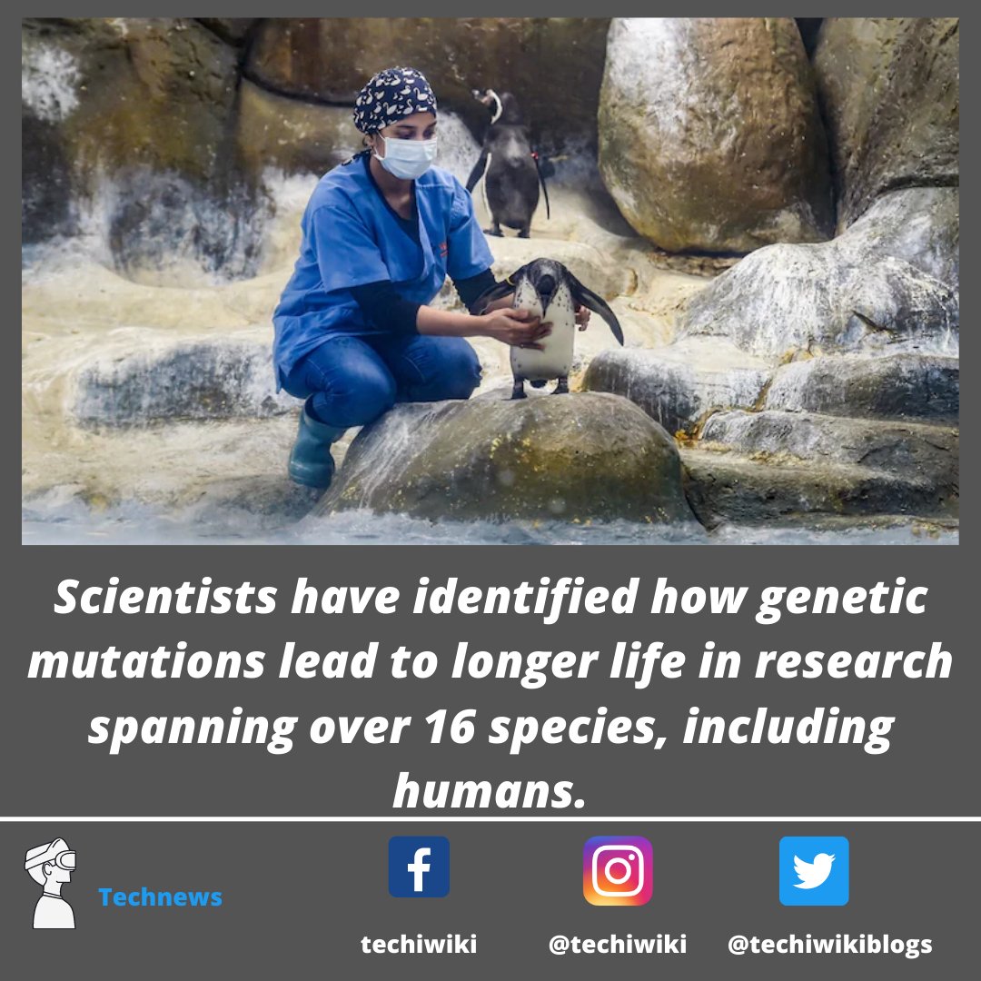 techiwikiblogs's tweet photo. Scientists have identified how genetic mutations lead to longer life in research spanning over 16 species, including humans.
.
.
.
.
. 
#science #tech #identified #genetic #mutations #research #humans #nature #technology #life https://t.co/lVu08m8WB1