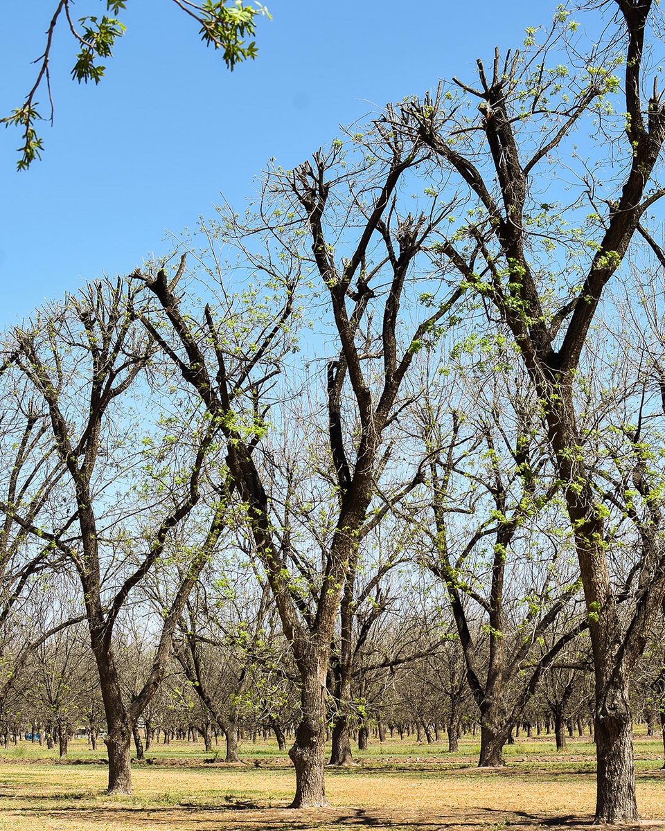 stahmanns's tweet photo. It’s time for some “spring cleaning” around the farm. 

Spring is finally here and the Stahmann’s orchard is beginning to bloom. It’s the season for sunshine, showers, and sprouts. Take a look at springtime on the orchard. 🌱☀️

Learn more ➡️ https://t.co/YaQELVk1yL https://t.co/gGsWGjXZOp