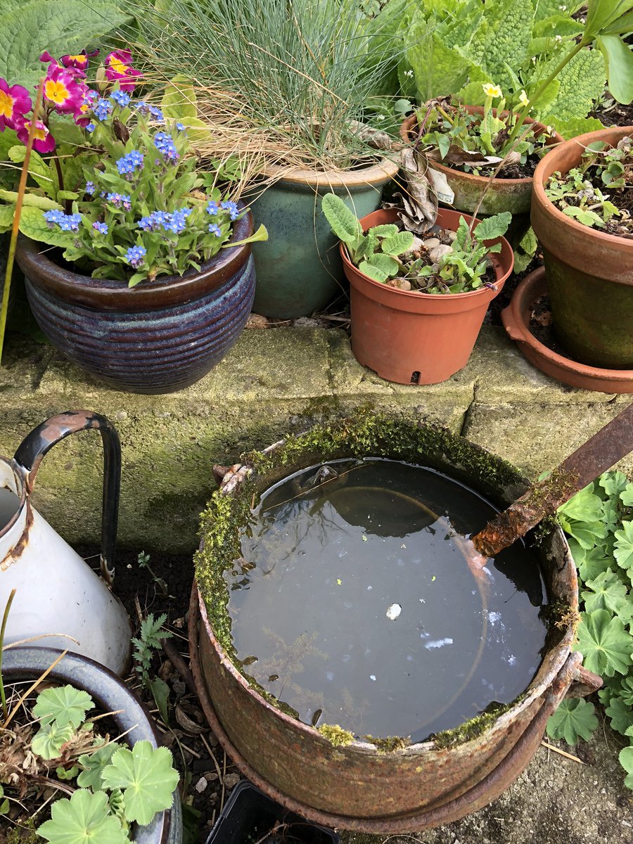 [the mummy] first cauldron frog of the year! <a href="/DavidBflower/">David Blanchflower BSc</a>