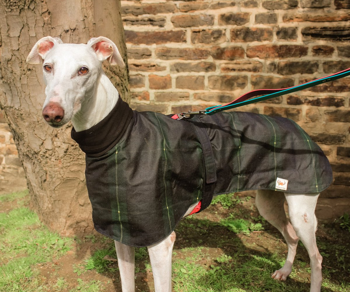 BrackenAndPaws's tweet photo. Here's #AnnieTheGalga in her #BrackenAndPaws 🌿🐾 waxed cotton raincoat. I am DELIGHTED with this 🖤 it is so lightweight and is fully lined with brushed cotton - perfect for warm but showery weather 🌦 Raincoats will be in the shop tomorrow. https://t.co/7tpYMaeJOo