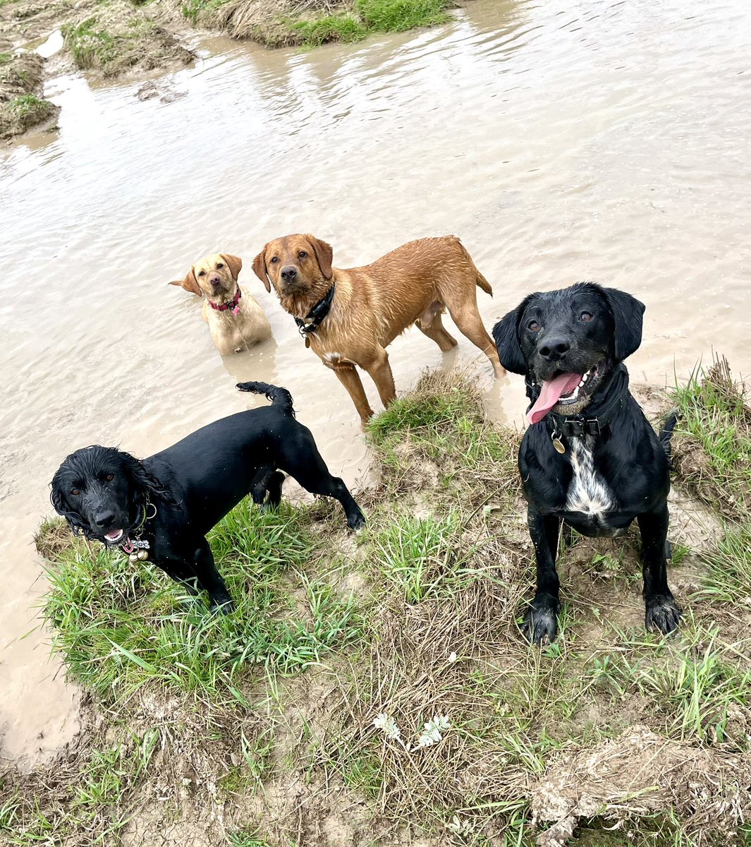 AwesomeSpaz12's tweet photo. It’s not work when you love what you do ❤️🐾 #NEXTGEN #NewGen #TDDToboCop #DDPudding #EDDMorse #TEDDOz #adoptdontshop (where allowed!!) #labrador #foxred #springador #WCS #workingcockerspaniel #restdaysarethebestdays #ThisBunch ❤️🥰❤️👊💪🐾 https://t.co/I7kqVnbzYy