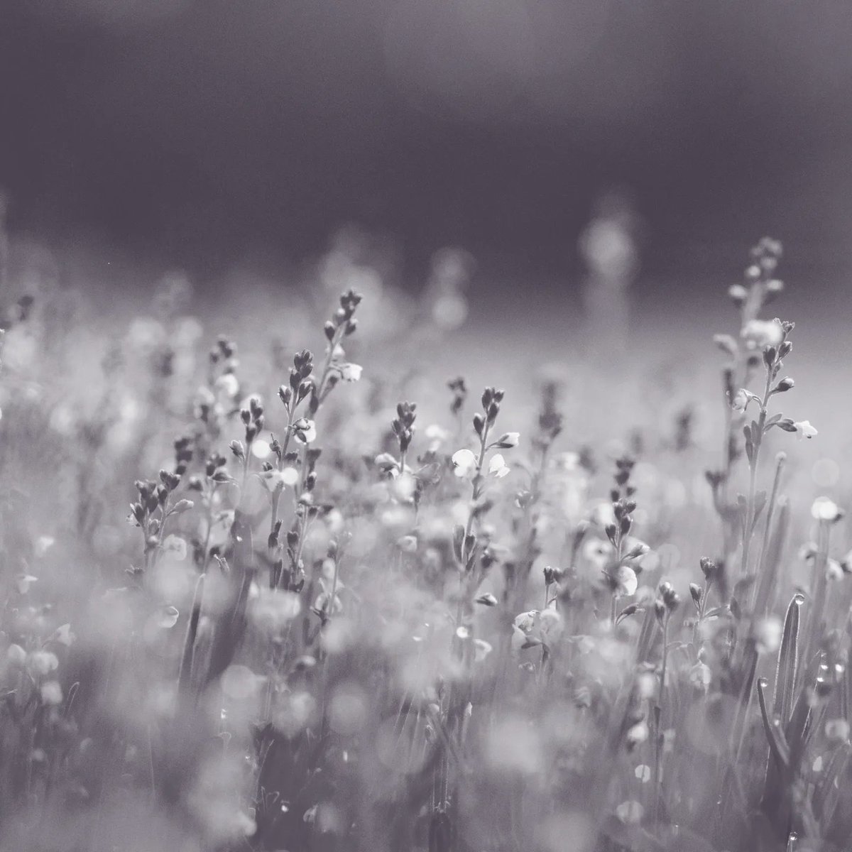 Bee Human 🐝 tweet media