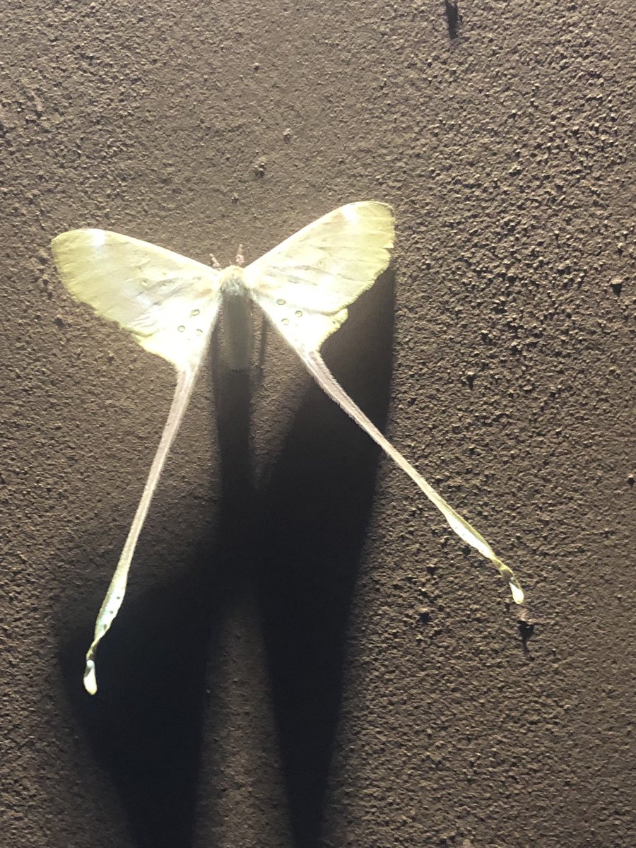 Ajayi ‘Damilare (@oluwajustified) on Twitter photo What a beautiful #moth Eudaemonia argus. Thanks to <a href="/agbovet/">Babajide Agboola</a> for your help in its identification.
#moth #eudaemonia #giantsilkworm #saturniinae #ogunstate What a beautiful #moth Eudaemonia argus. Thanks to <a href="/agbovet/">Babajide Agboola</a> for your help in its identification.
#moth #eudaemonia #giantsilkworm #saturniinae #ogunstate