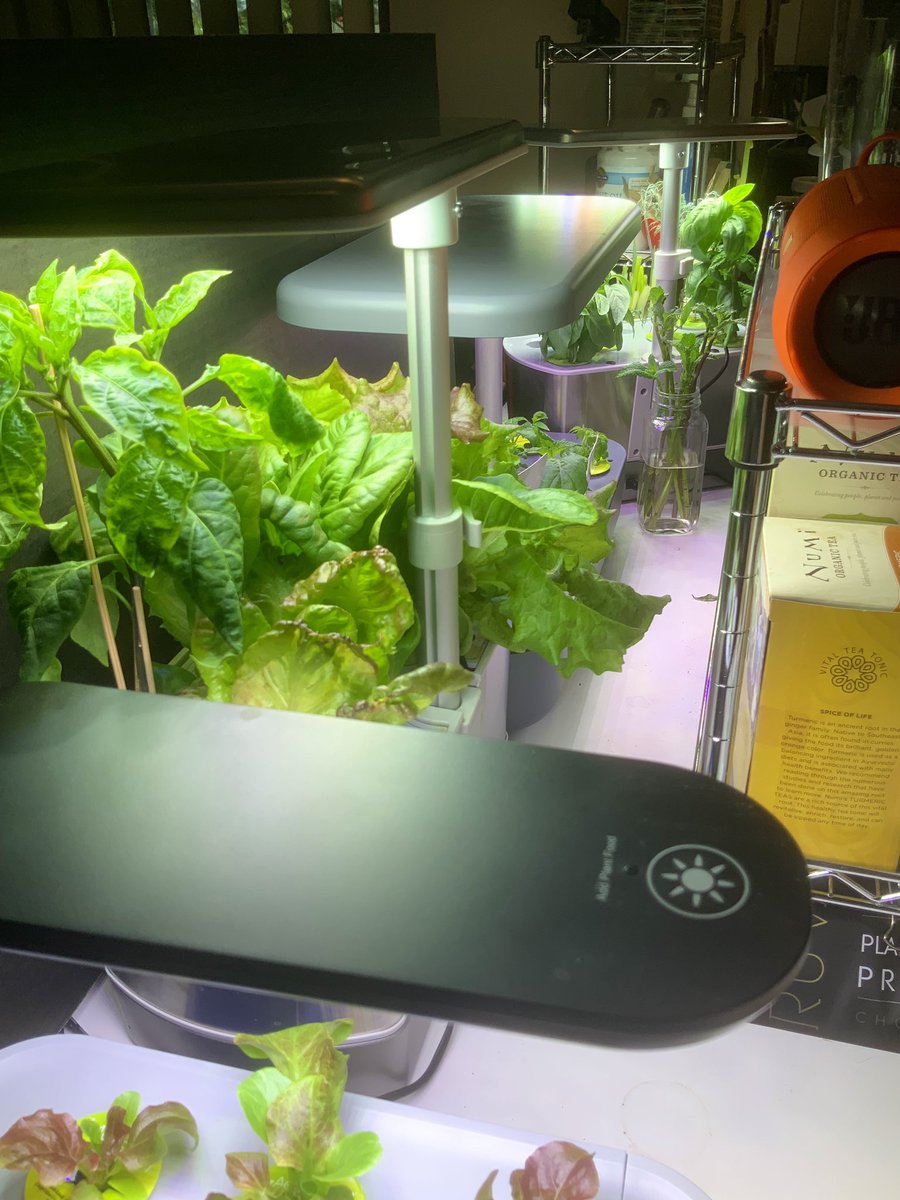 lunajade's tweet image. How it started.                                       How it’s going.
#Hydroponics #AeroGarden

Next… experimenting with the #KratkyMethod