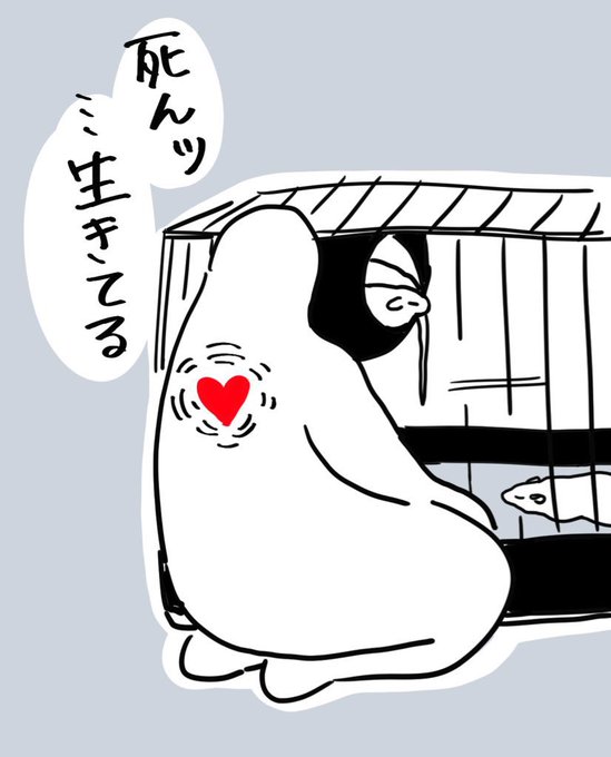 ラット飼みんなこれ 