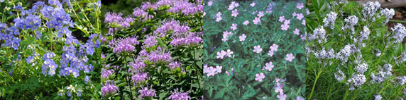 greenneedham's tweet image. Native Plant Sale at is.gd/SuDXXD