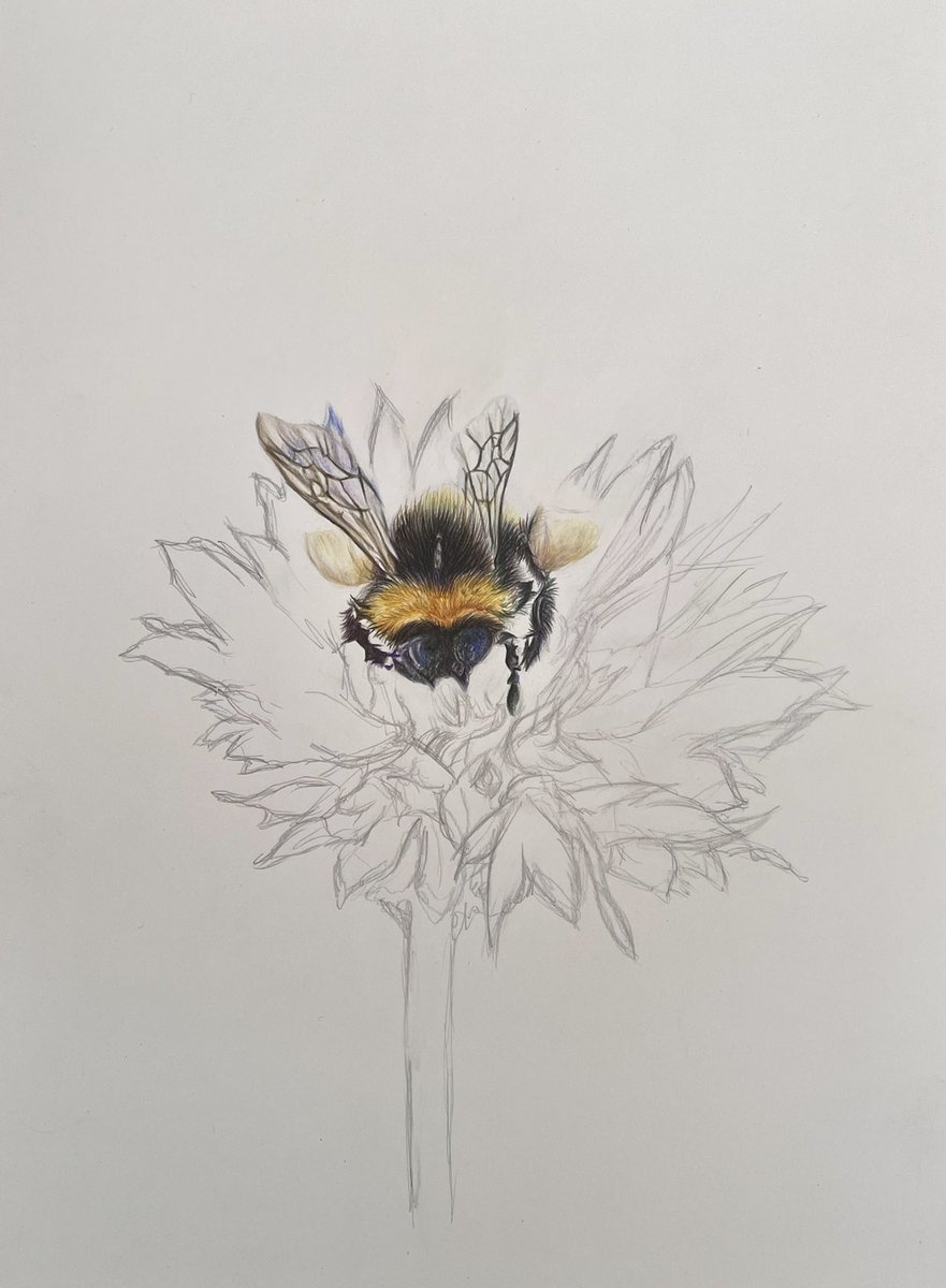 The start of something new.
Part of my next series ‘don’t bee blue..’ 
.
#bee #bees #beekeepers #beerlovers #beepic #flower #flowers #flowerartist #animalartist #animalartists #wildlifeartist #wildlifeart #wildlifeartists #savethebees #savethebees🐝 #savethebeessavetheworld