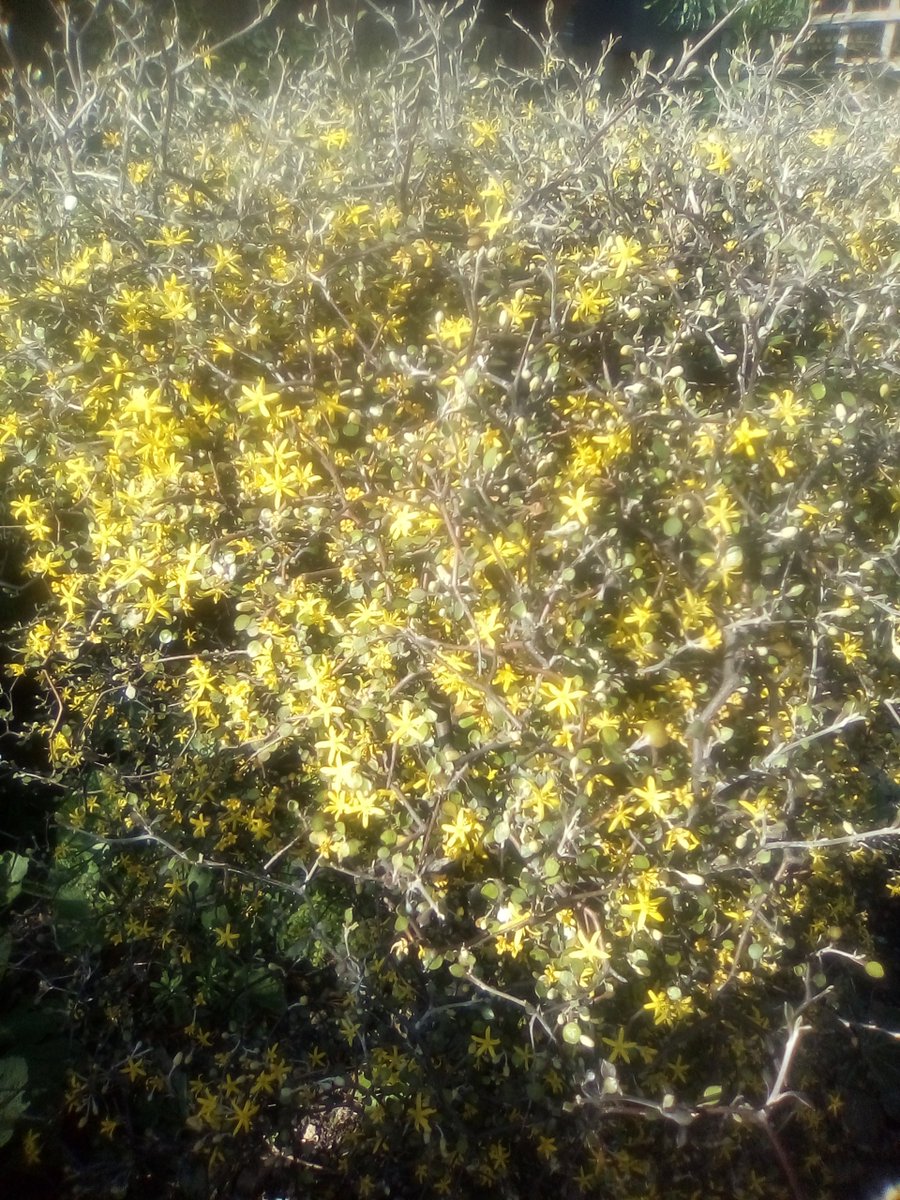 DavidGoyder's tweet photo. #Corokia cotoneaster in sunny Brixton 🙂 https://t.co/mV1qKOclq7