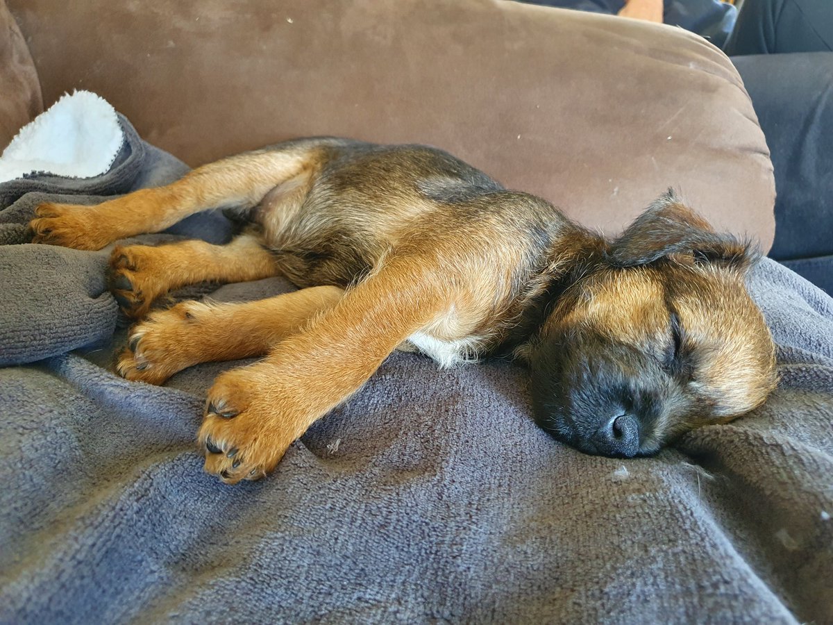 Hard work being a pup. A well deserved nap on the lounge.  #BTPosse #borderpup #Rubeae #puppyfun