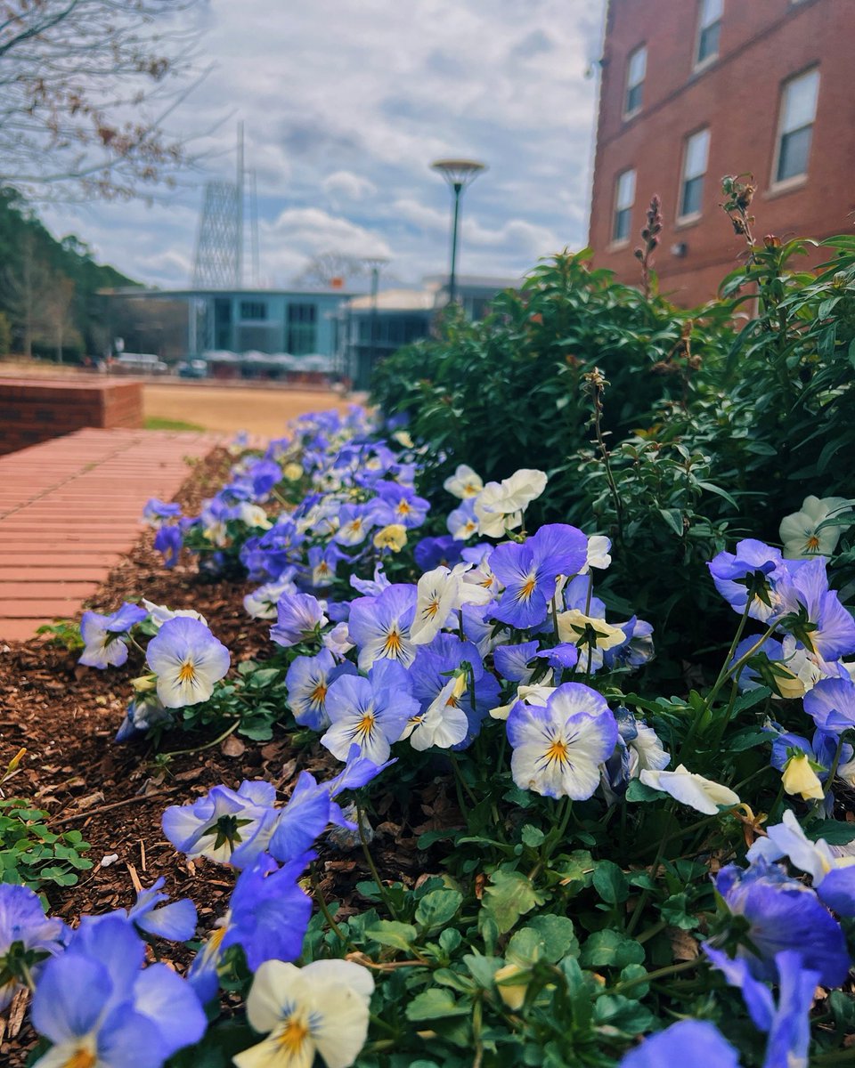 NC State University tweet media
