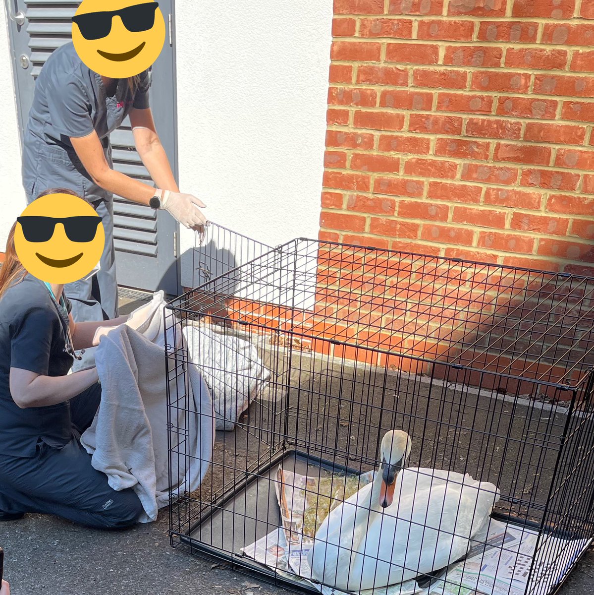 KentSpecials's tweet photo. #SCDOGS One injured and dehydrated swan located after concerns raised by the public for its wellbeing after it had tried to attend the local supermarket. Now safely transported and in the hands of a local vet. #JustTheOneSwanActually -CF https://t.co/dof5On5RwT