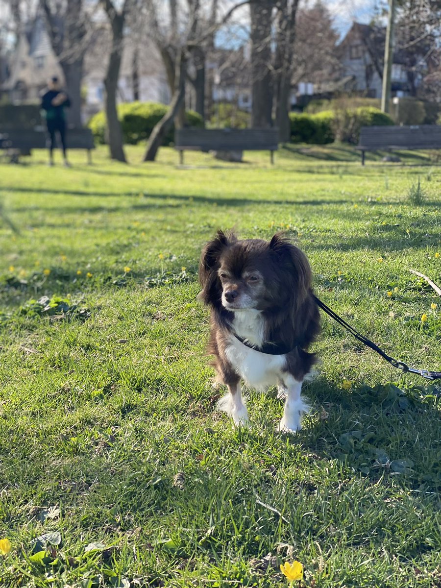 traceymoon93's tweet photo. @pulte my dog was recently diagnosed with a choroid plexus tumor and is now undergoing palliative radiation treatment🥺🥺 he’s not even 7! https://t.co/bvk2XD9k4g