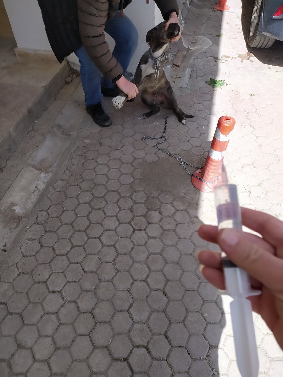 Hasta olmuş Ekşimiş yemek vermişler. Bende serumla besledim.😃 konserve mamaya ihtiyacımız var!Mama Link:👇ormanamama.com/boyabat-canlari