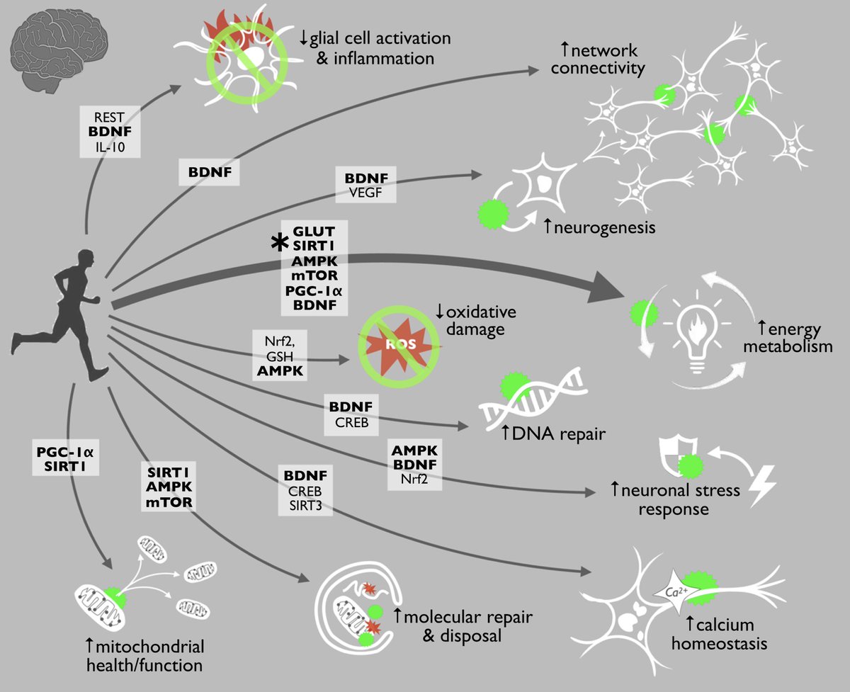 Exercise is perhaps the best strategy for inhibiting all major hallmarks of brain aging…
journals.lww.com/acsm-essr/Full…