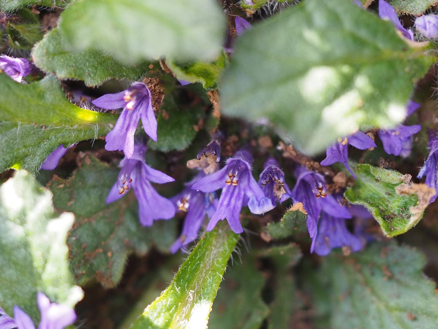 キランソウ Twitter Search Twitter