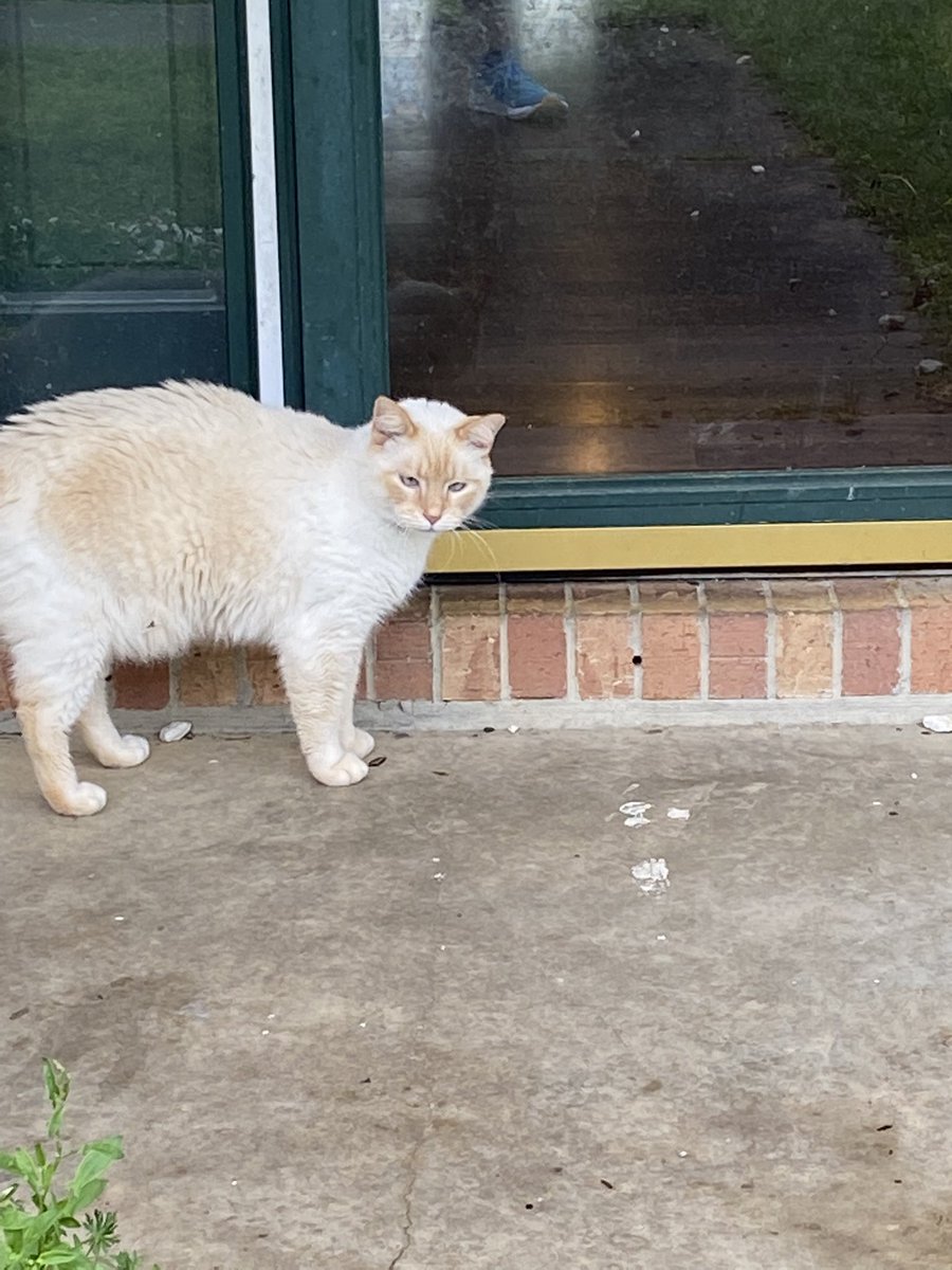 MelindaHoward4's tweet photo. Castro letting me know he was displeased being left outside while I went on my run. #Castro #grumpykitty #CatsOfTwitter #Caturday https://t.co/iTGEBPhidK