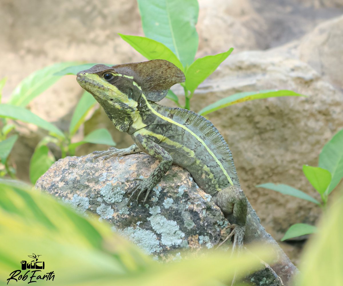 CFCRobertt's tweet photo. 📑Basiliscus Vittatus. 🦖
Está en el mismo infraorden que la familia Iguanidae. Como la mayoría de los reptiles, el basilisco está activo durante el día. Su excelente camuflaje le permite permanecer inmóvil y muy difícil de detectar. 📸
                        @1RobEarth 
📸 🇬🇹 https://t.co/51VLiY5pr3