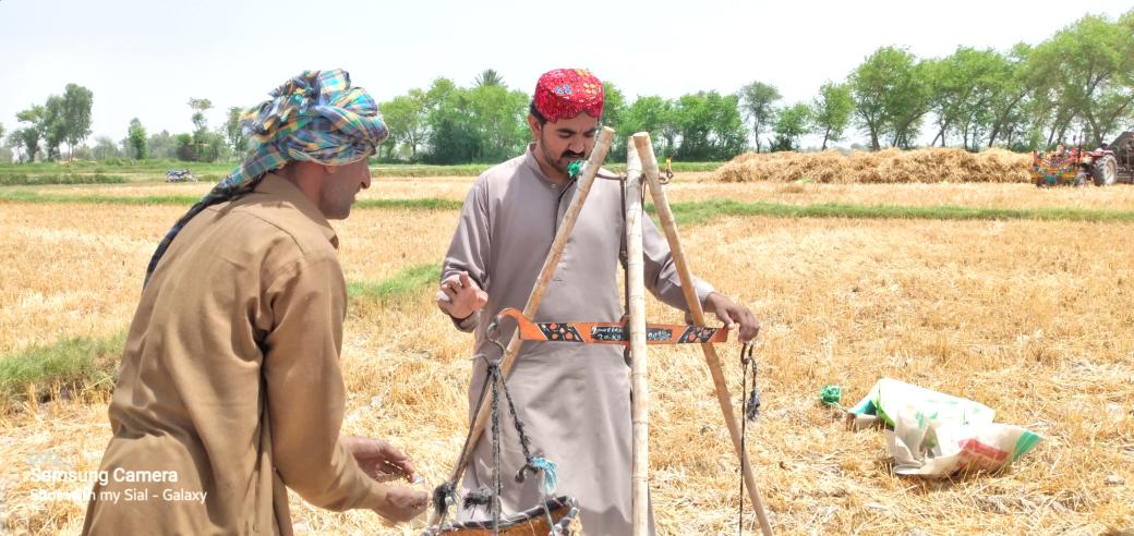 SialRabail2's tweet photo. Alhamdulilah 😇
#WheatThreshing at #SialAgriculturalFarm 🌾🚜
#Sindh https://t.co/1rXhse3u8i
