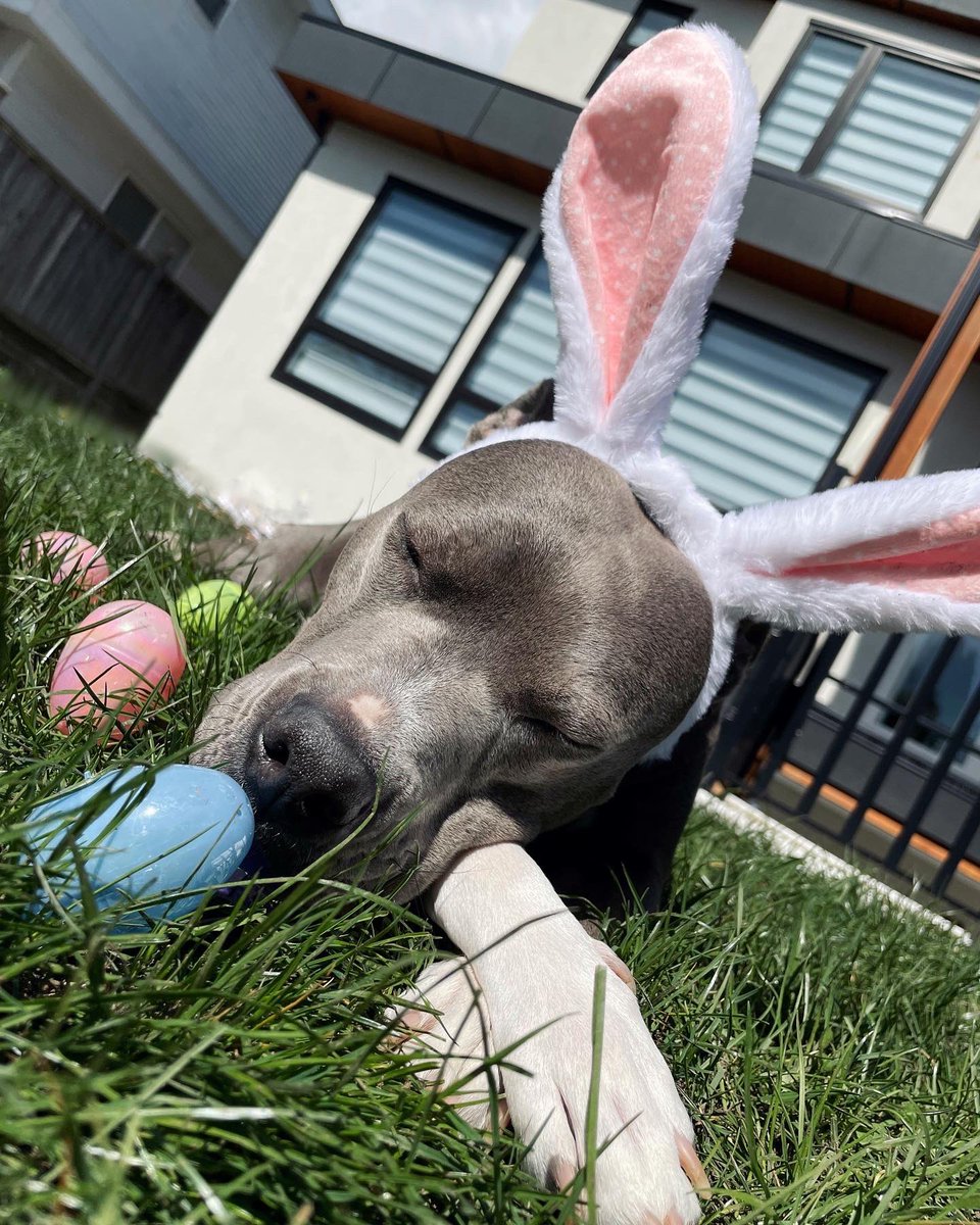 luci_thepit's tweet photo. 💛🐰💖 #dogsoftwitter #Easter #EasterWeekend #RescueDogs #pitbull #pittielove #dogs #cutestbunny https://t.co/Q9hoyrK2pU
