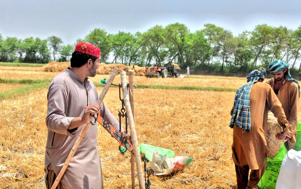 SialRabail2's tweet photo. Alhamdulilah 😇
#WheatThreshing at #SialAgriculturalFarm 🌾🚜
#Sindh https://t.co/1rXhse3u8i