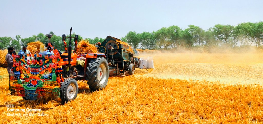SialRabail2's tweet photo. Alhamdulilah 😇
#WheatThreshing at #SialAgriculturalFarm 🌾🚜
#Sindh https://t.co/1rXhse3u8i