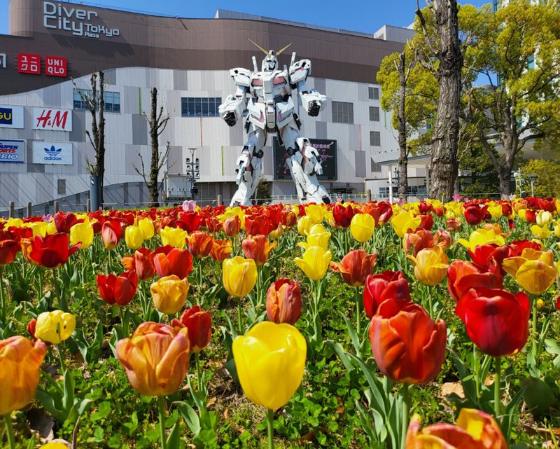 itm_nlab's tweet photo. 【昨日の人気記事】ガンダム花畑に立つ!!　お台場のユニコーンガンダムを花壇越しに撮るアイデアに「平和な世界」「すてきな感性」の声 https://t.co/85MyzEBvGG https://t.co/KvSaGpFxDG