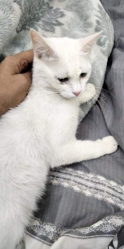 Tarek Khatab tweet media