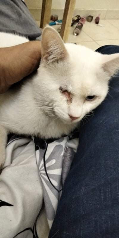 Tarek Khatab tweet media