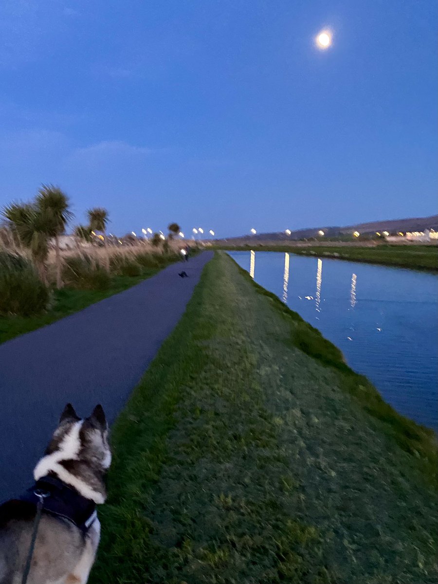 Cat_1964's tweet photo. One of my favourite addictions, walking #TraleeCanal at #sunset, depending on sunshade, looks #exotic, best thing, on door step of home (other side of town!) 1st time #Kody seeing an #otter, went bananas wanting to follow into water #Tralee #LoveTralee #palmtrees #wildatlanticway https://t.co/FSOmrxnSTX